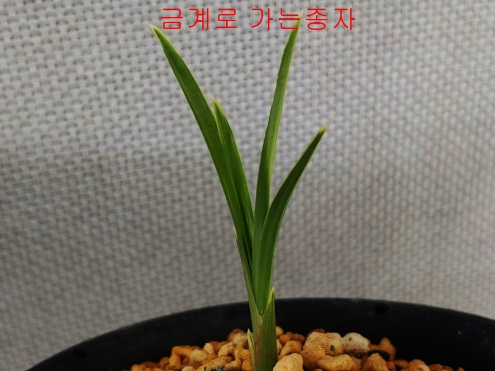 입변 산반복륜