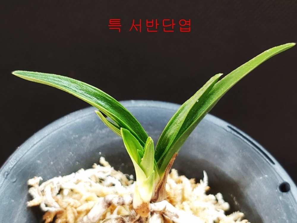 특 서반단엽