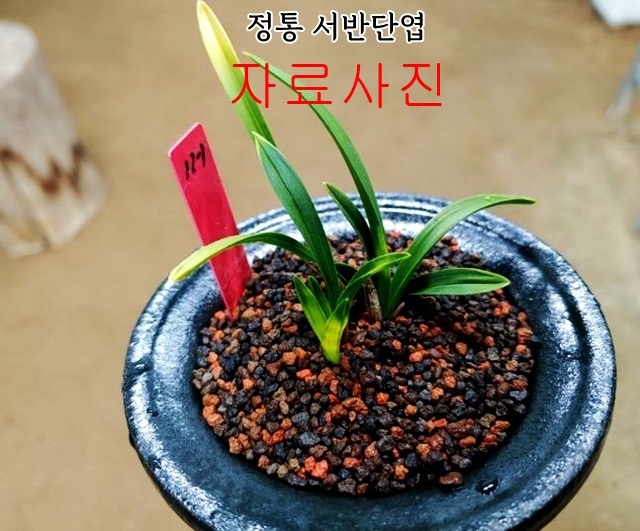 특 서반단엽
