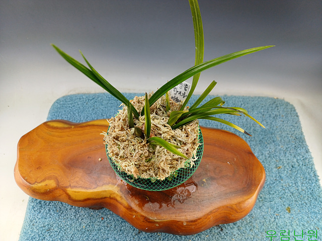 꽃달린수정(유향종)