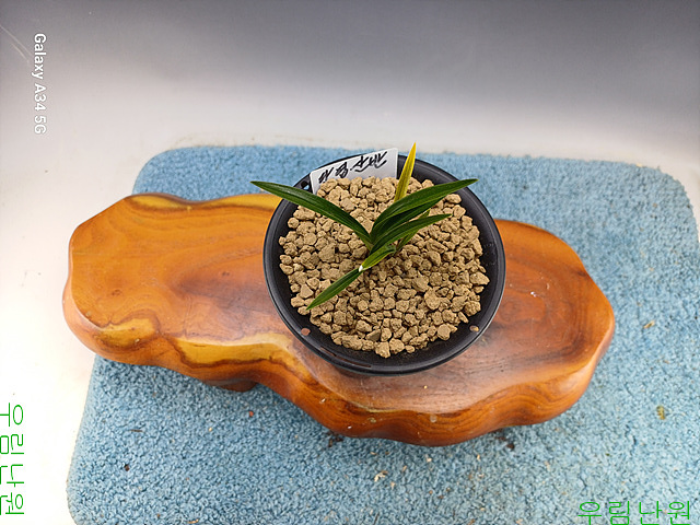 생강근달린 단엽서반