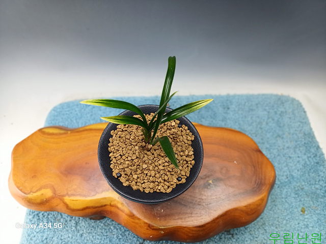 환엽성극황산반