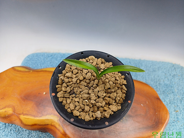 정통단엽(전진촉)