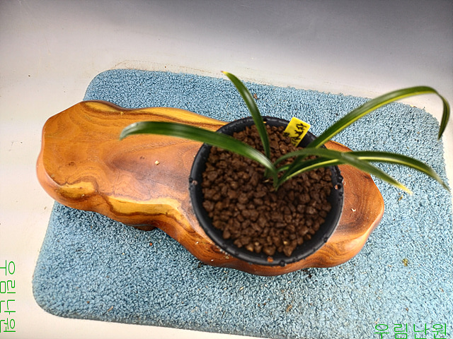 재주도금계녹호