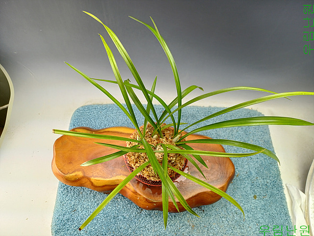 꽃달린화형소심