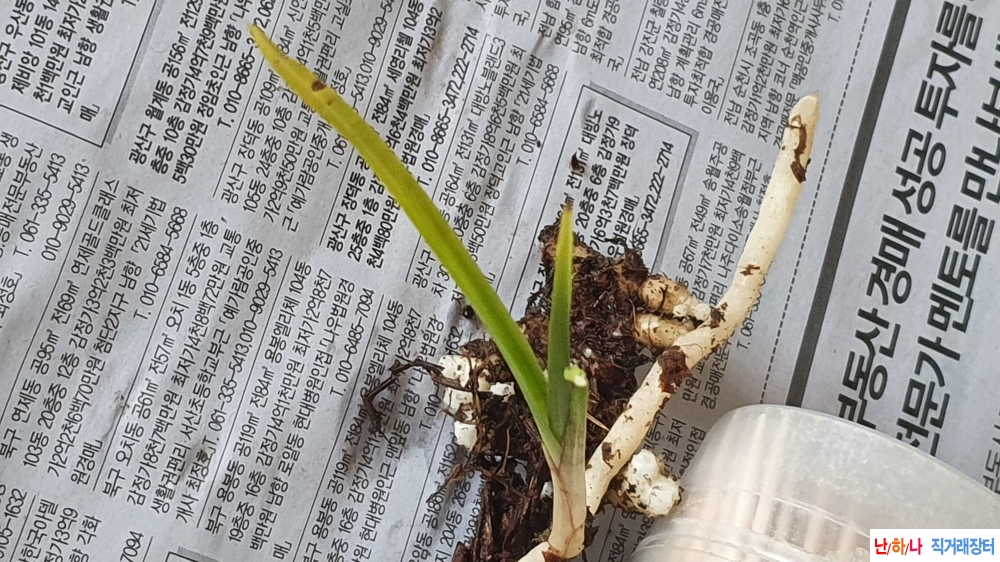 산채 까닥지 입변 서반