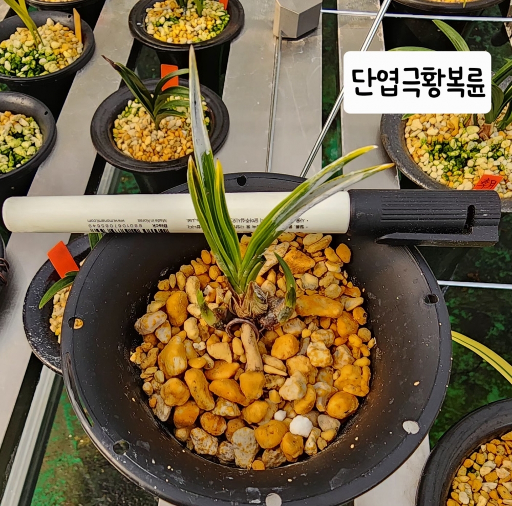 단엽극황복륜***