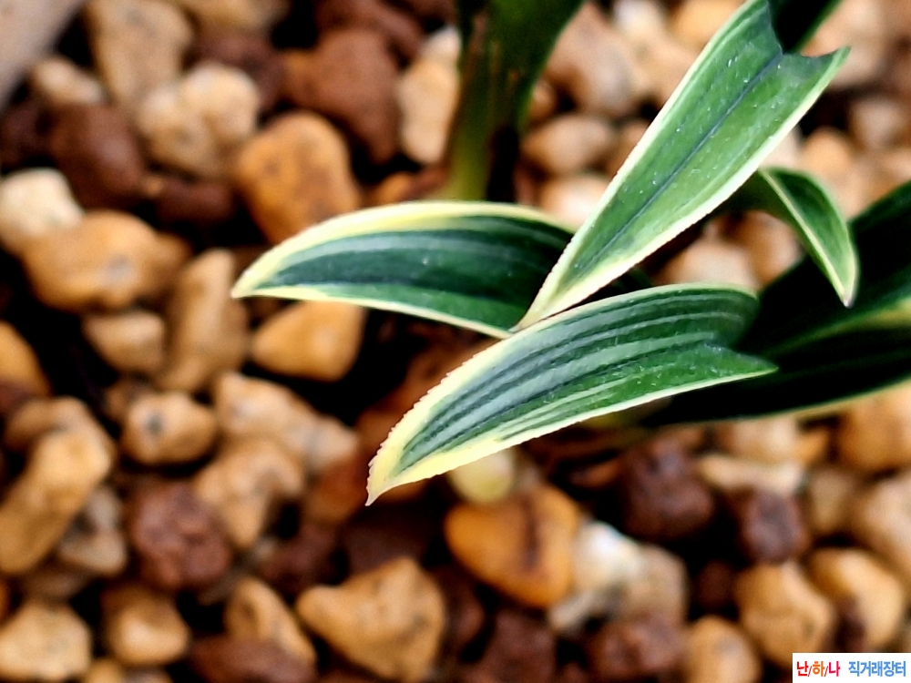 단엽복륜 특신라