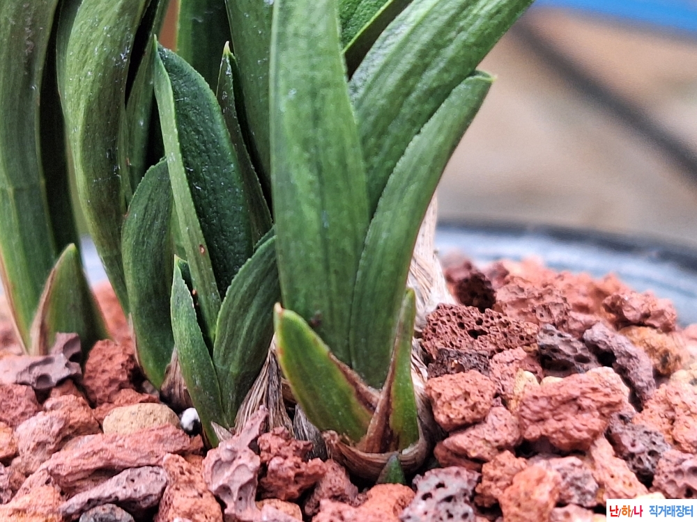 단엽산반호 분주품