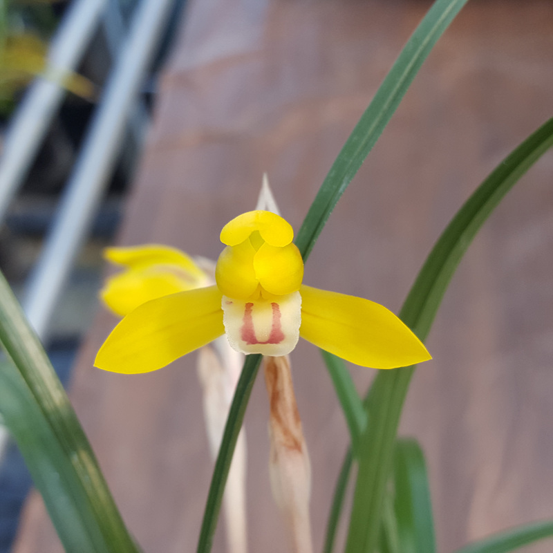 무명,,에이스,,극황,,진?