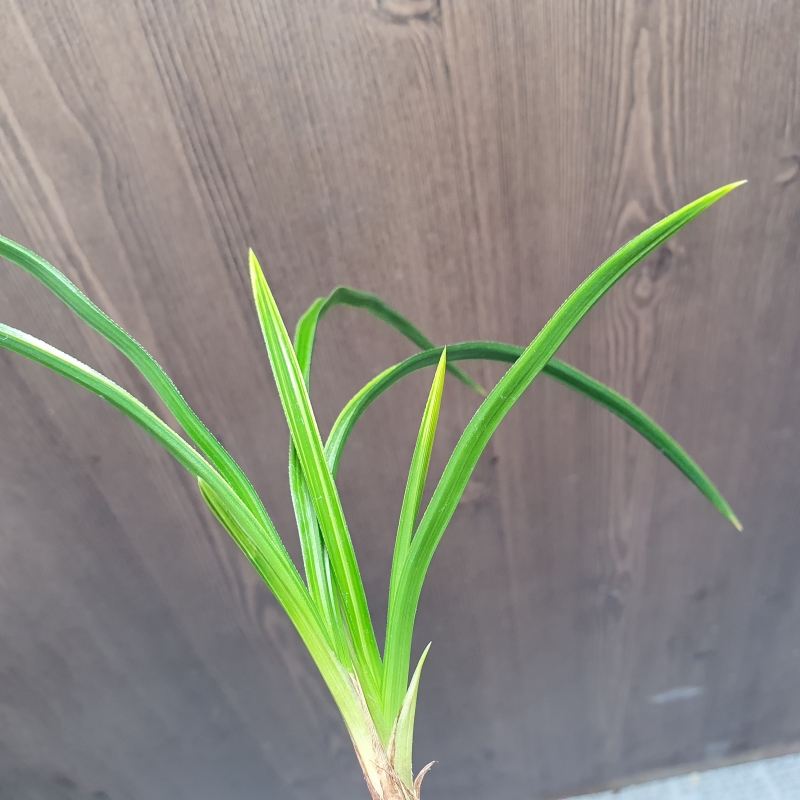 금계,,극황,,산반호