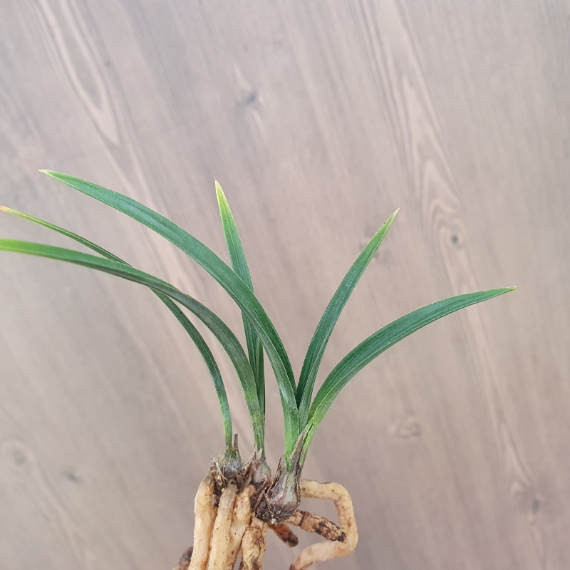 단엽,,서반물,,산반