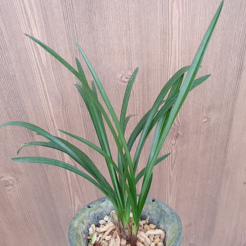 산출,,입변,,색두기대,,?