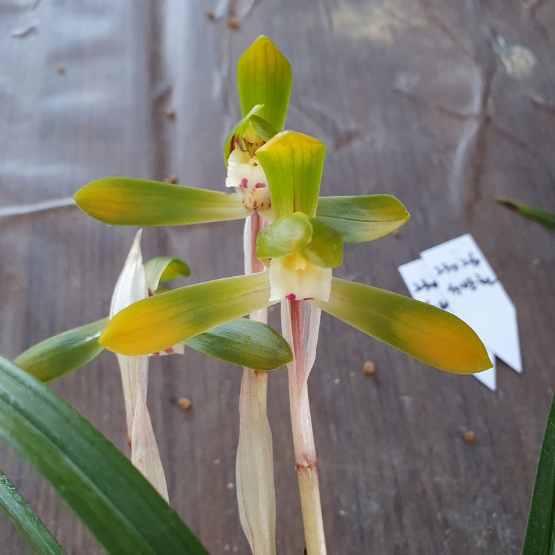 희귀종,,서반화