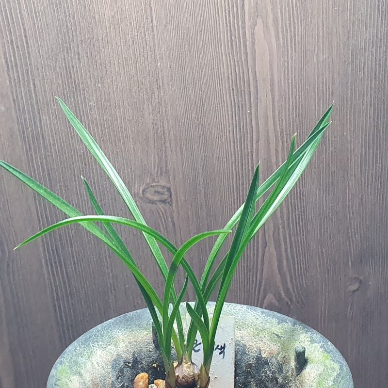 색기대,,대두화