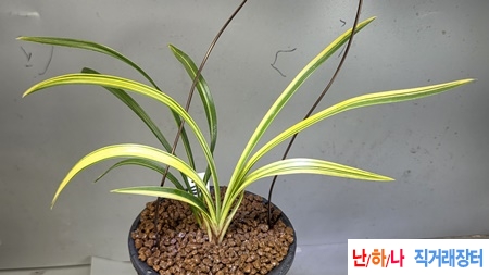 극황 금계산반녹호