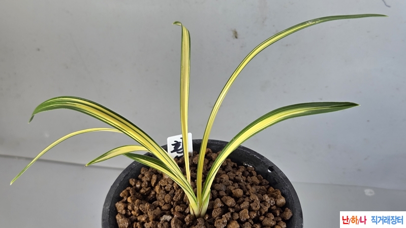 예쁜환엽황중투