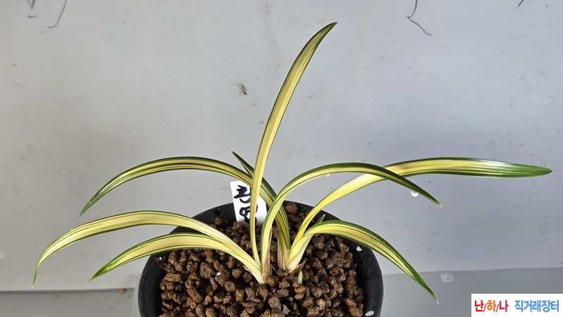 종자목 입안 환엽중투