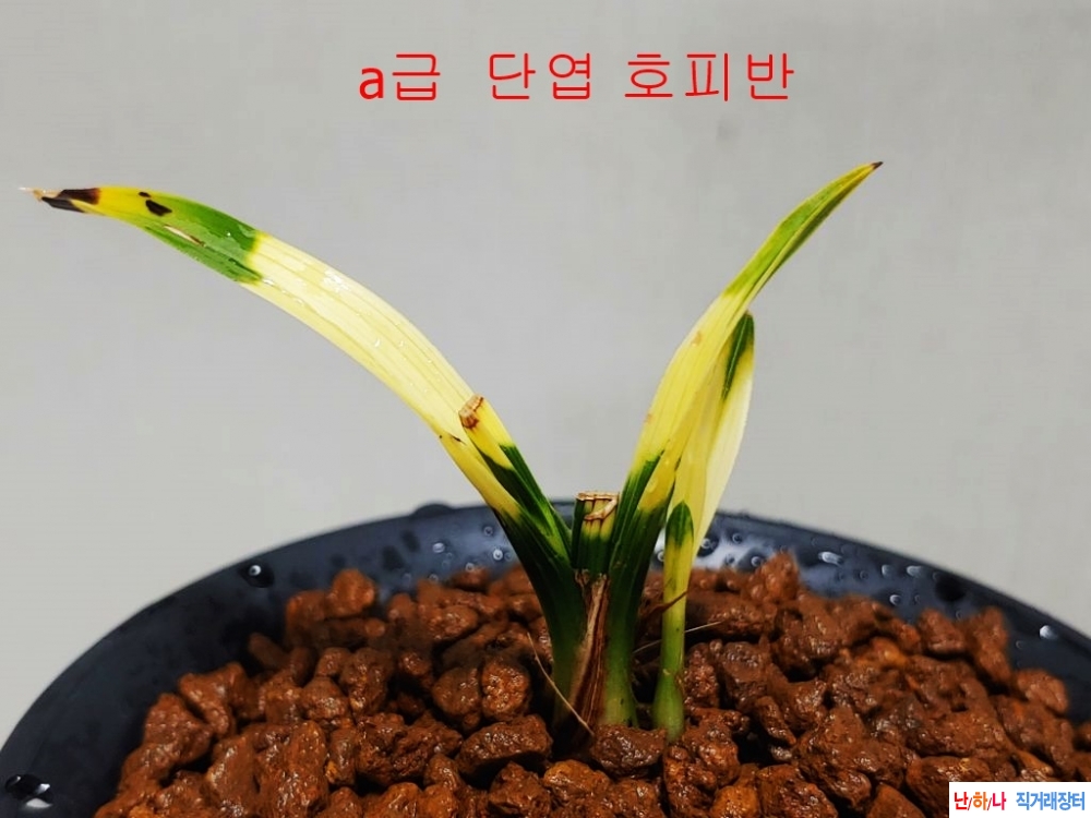 좋은종자