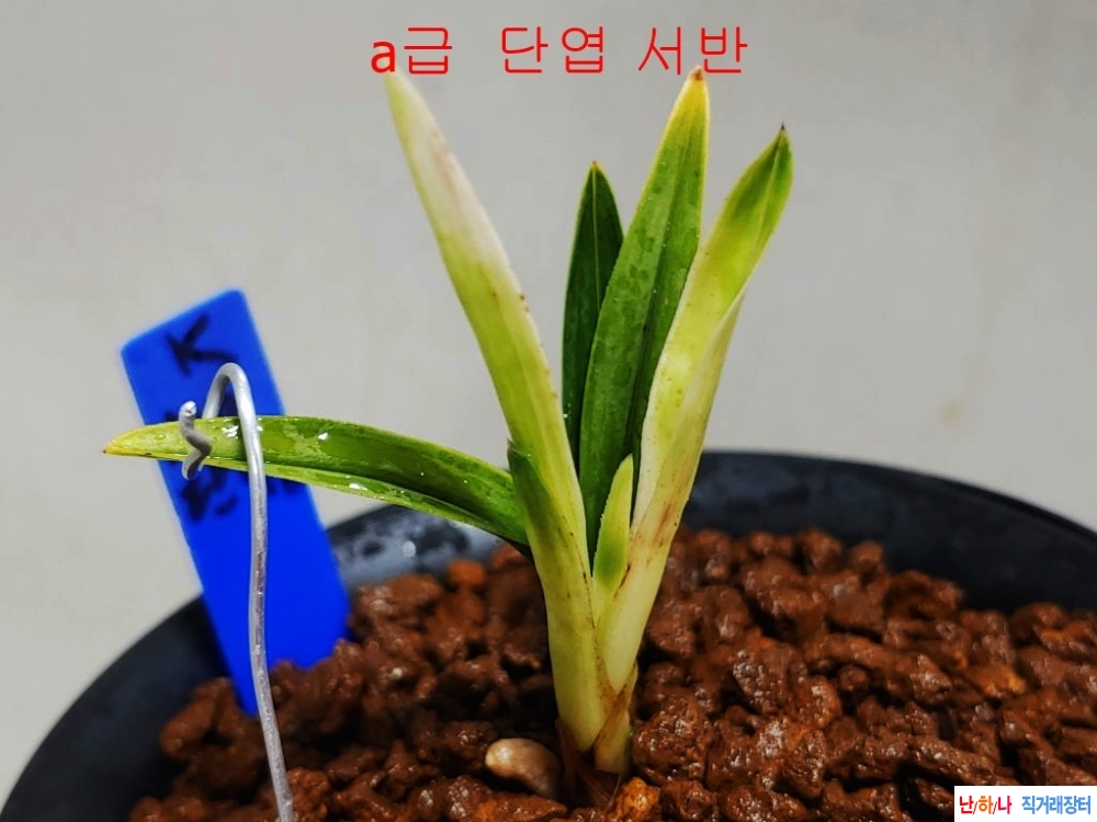 단엽서반