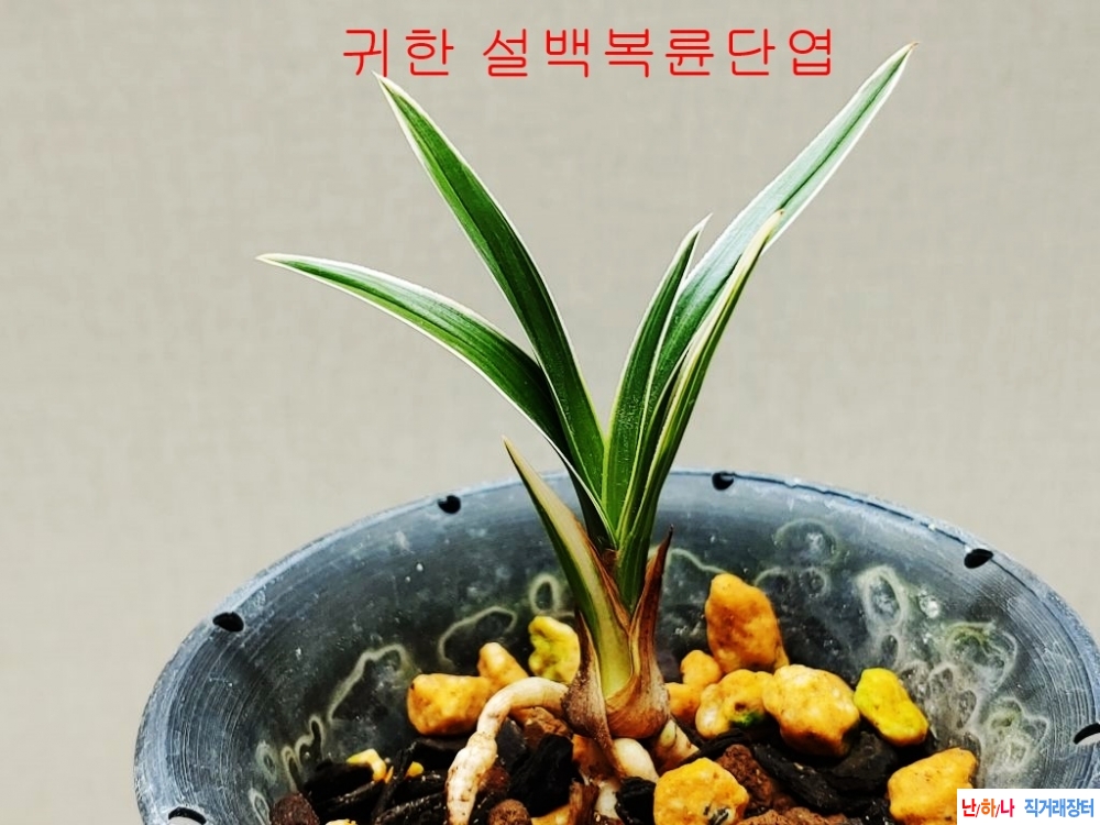 귀한종자