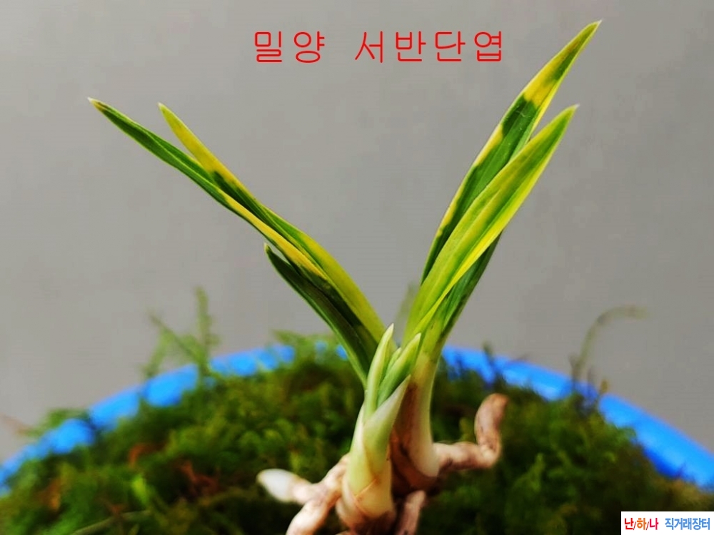 특  단엽서반