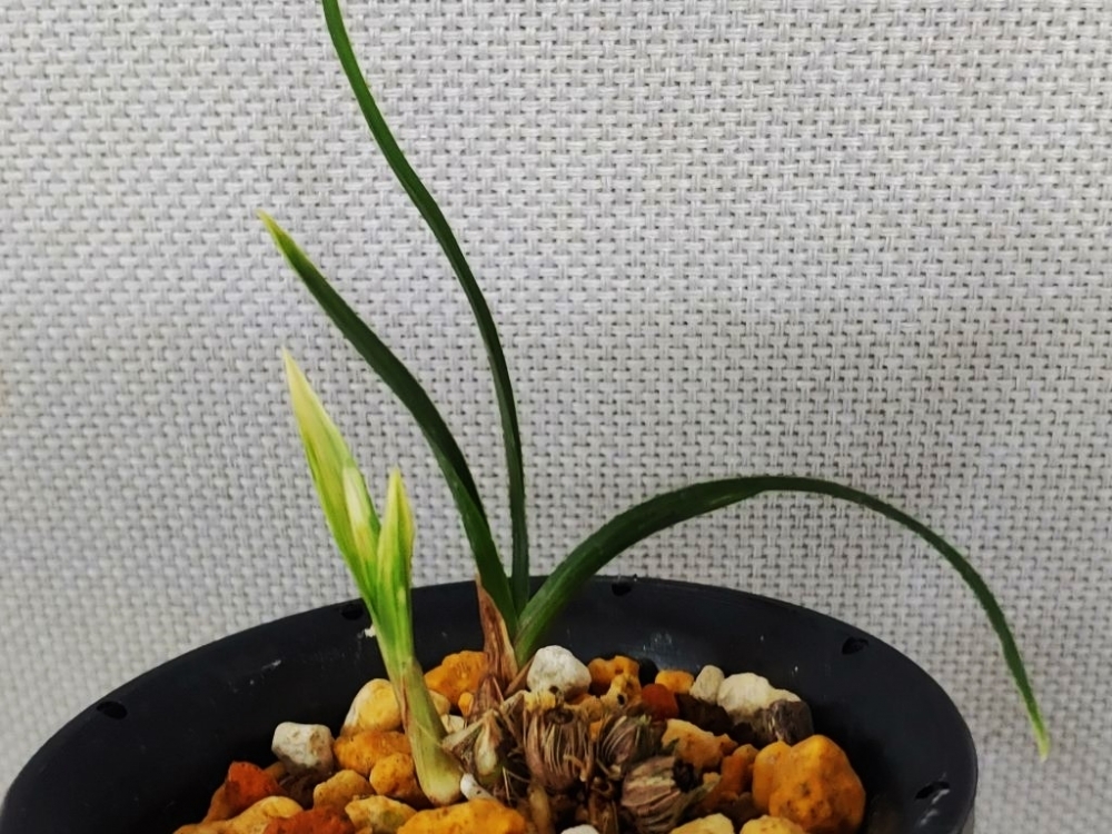 특 산반