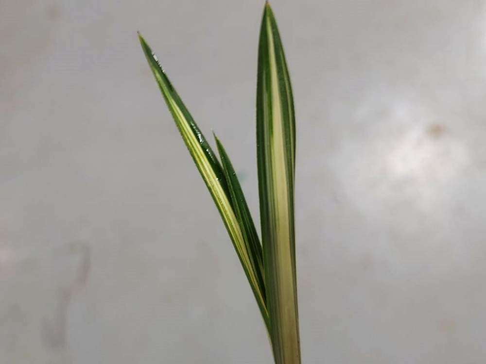 천종 ?