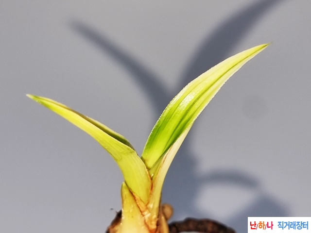 서산반 단엽