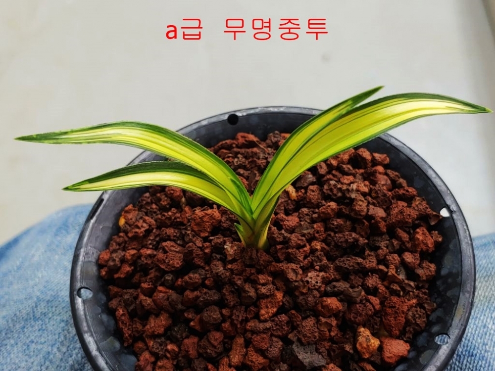 무명  환엽중투