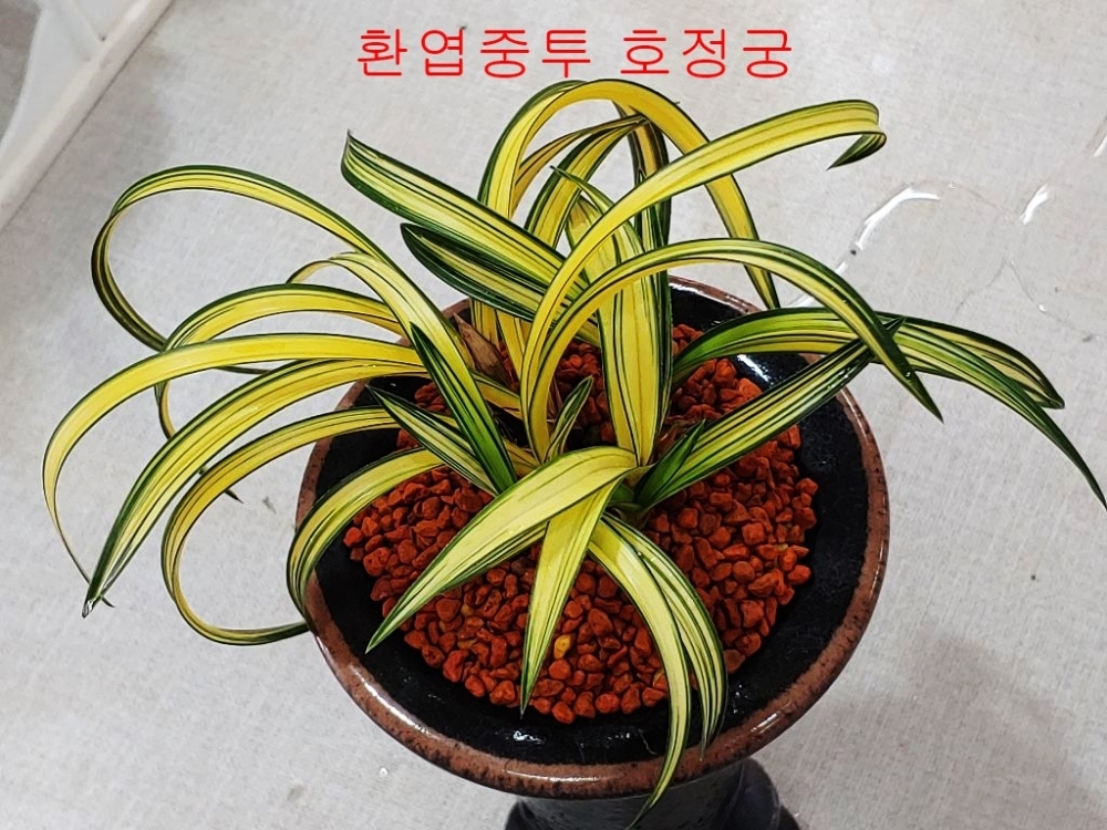 예명 호정궁