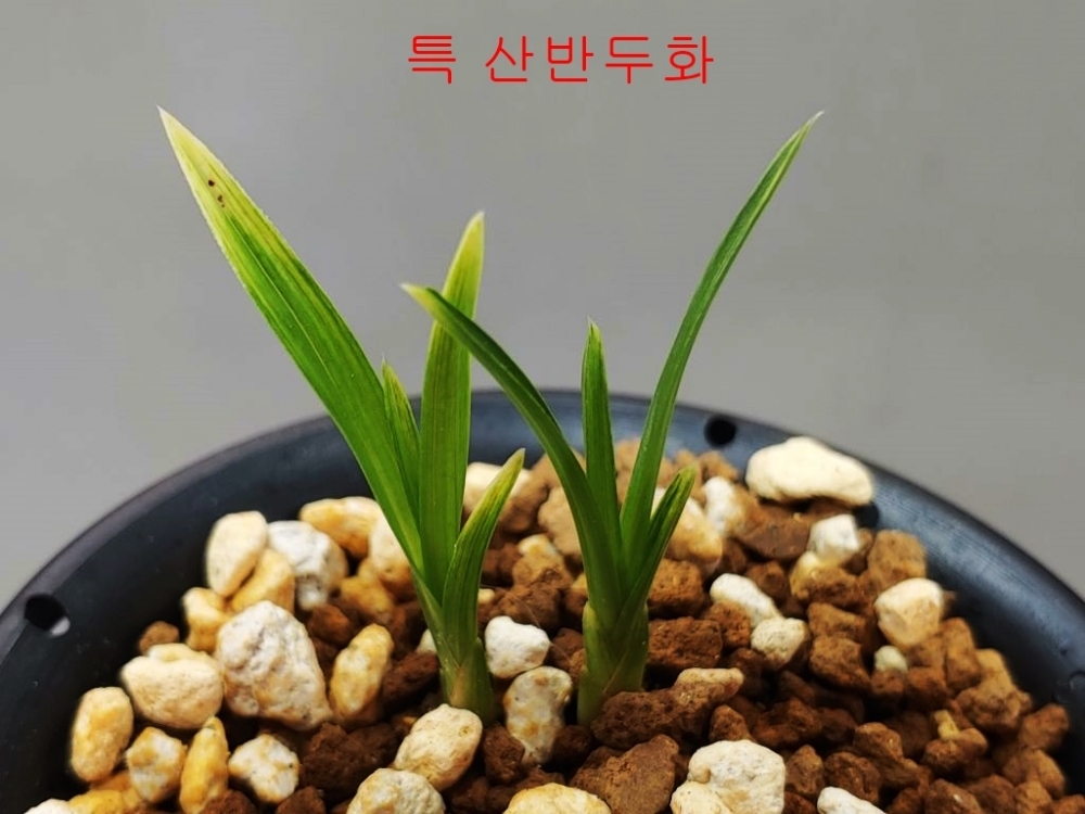 입변 황산반