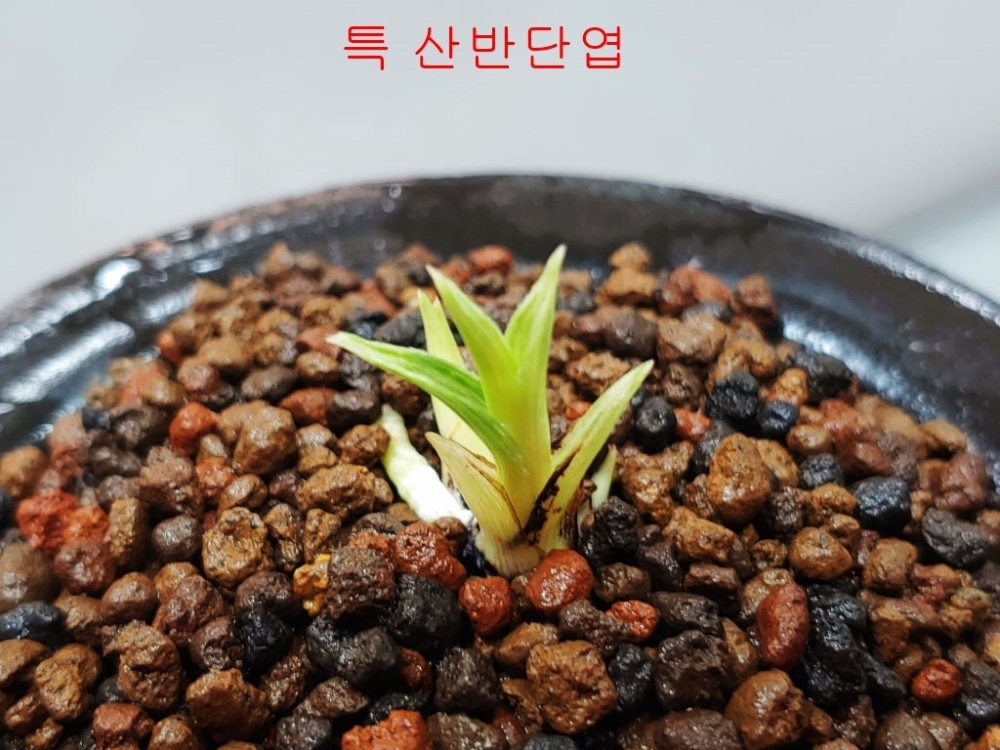 특 산반단엽