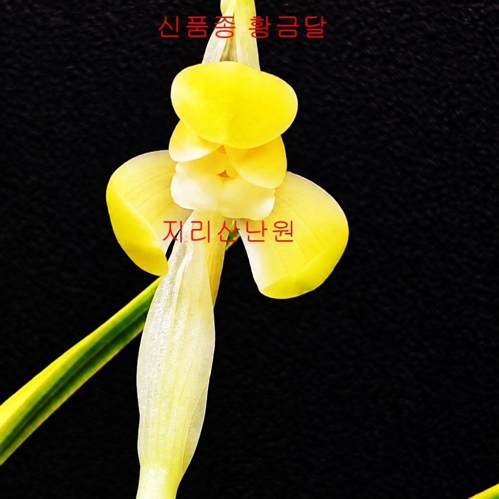 신품종
