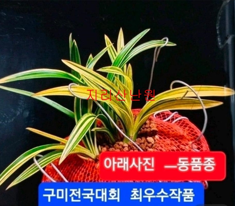 주말특가 금계산반