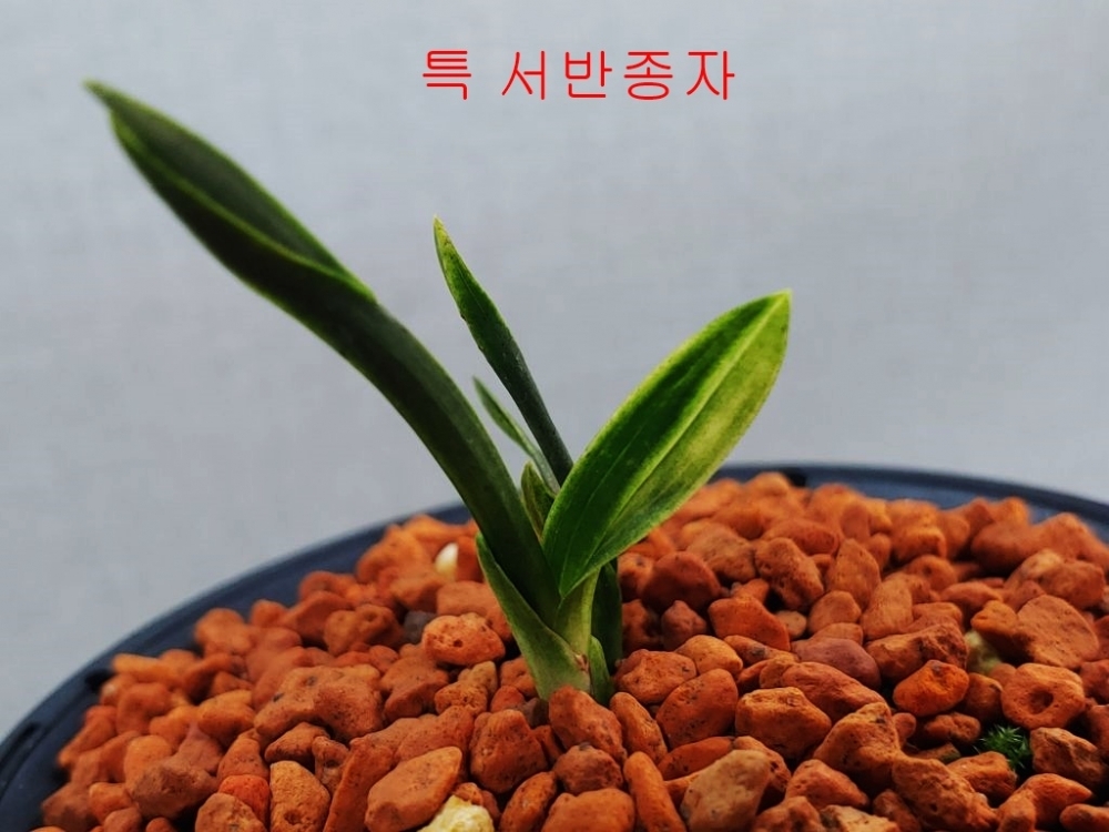 특 종자목