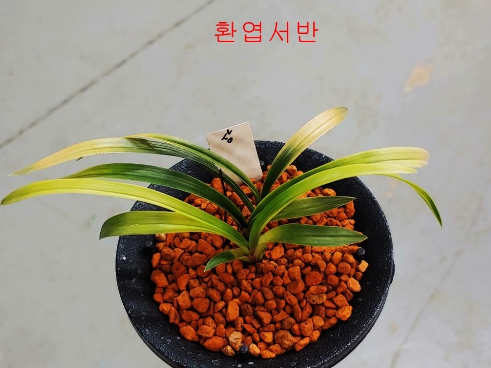 고급종자