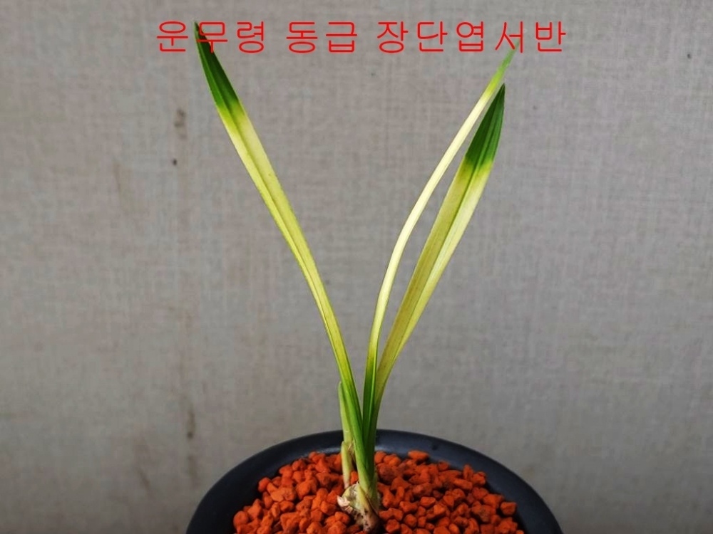 장단엽 서반