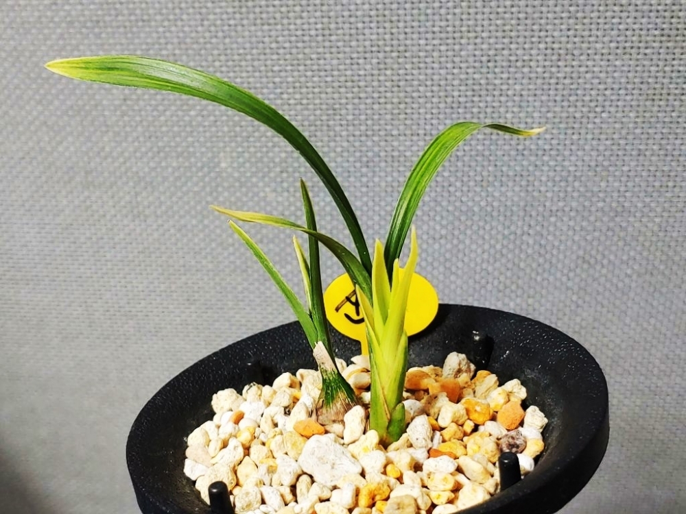 단엽  황산반