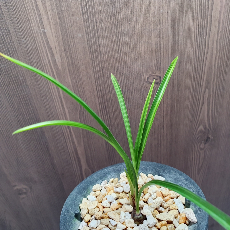 금계,,극황,,산반호