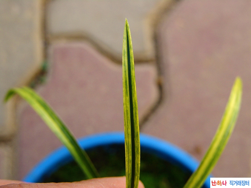 종자목 금계열 산반녹?