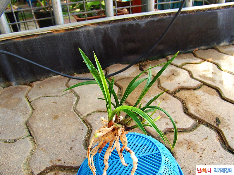 산채원본 입변 서호반