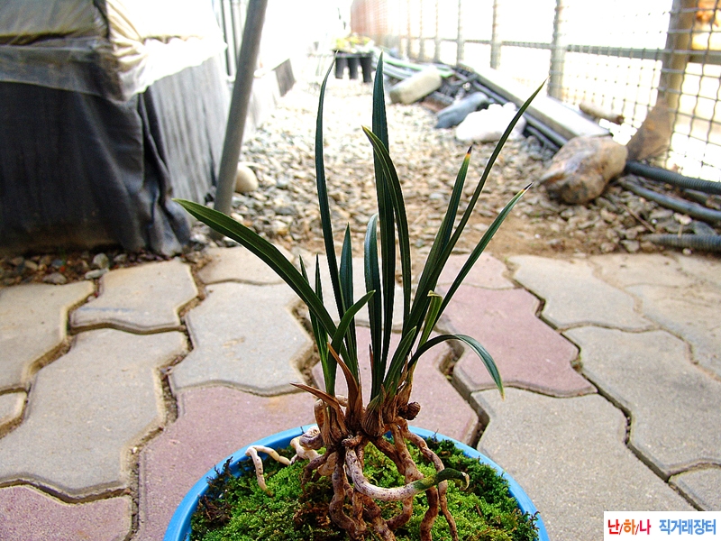 산채원본 특색있는 장?