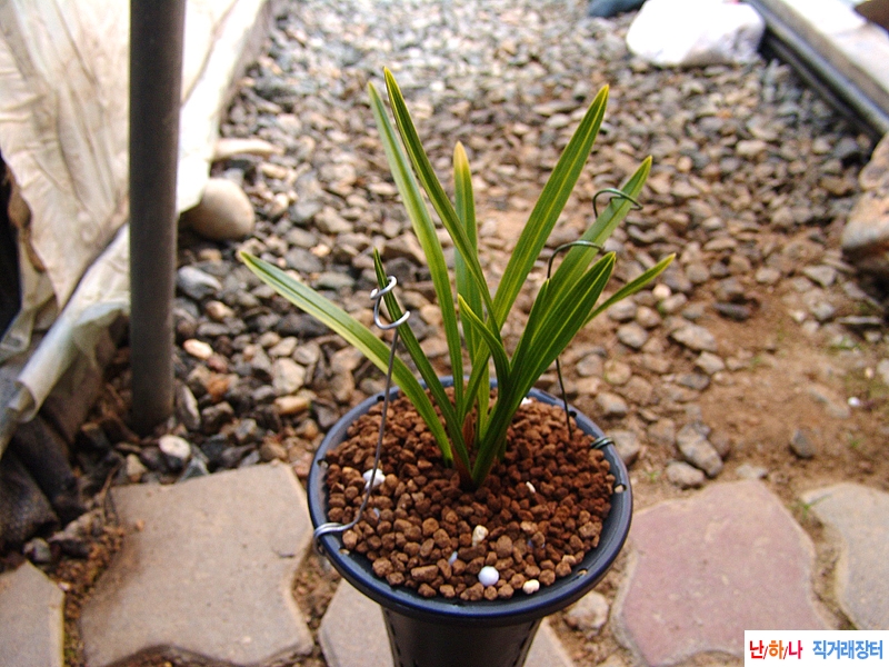 종자목 색두 기대품종