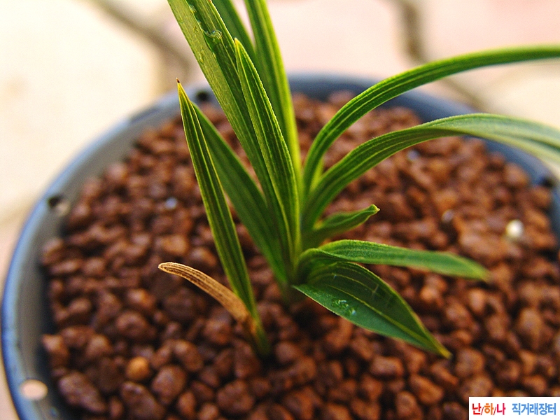 산채원본 입변 서반