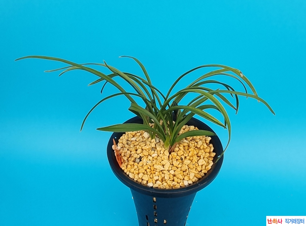 화형산반화 꽃2