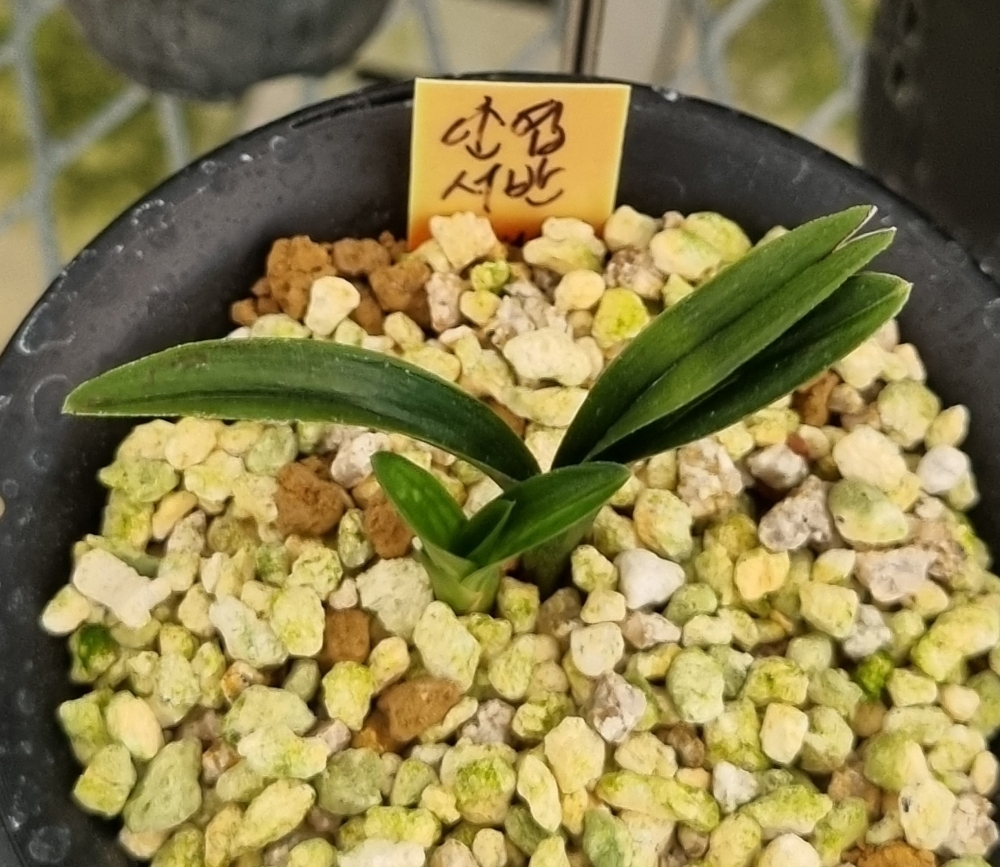 대박단엽기대주