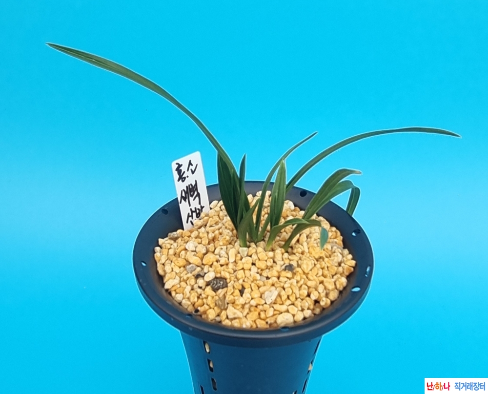 복색소심도전품