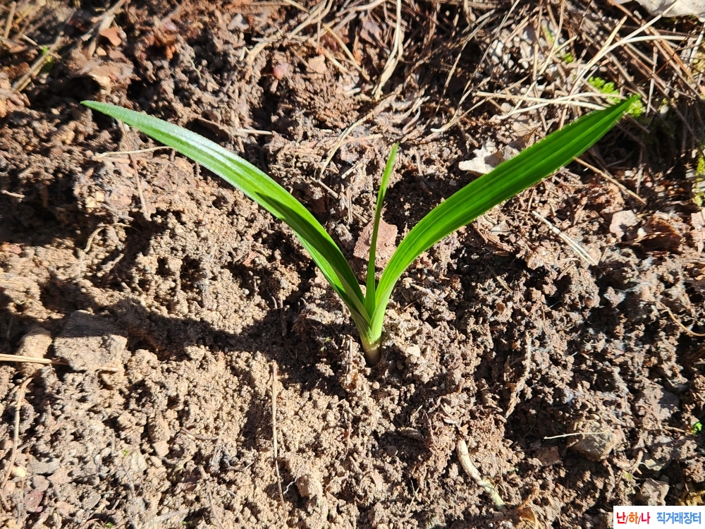 산채단엽반성난