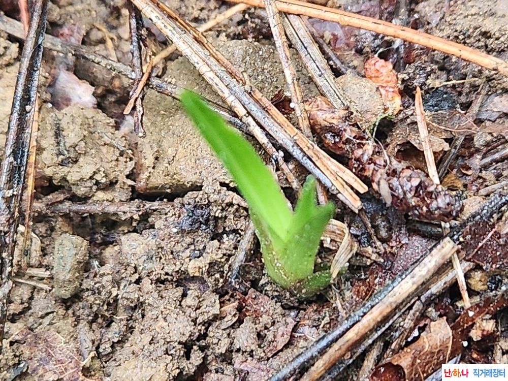 산채기부반성